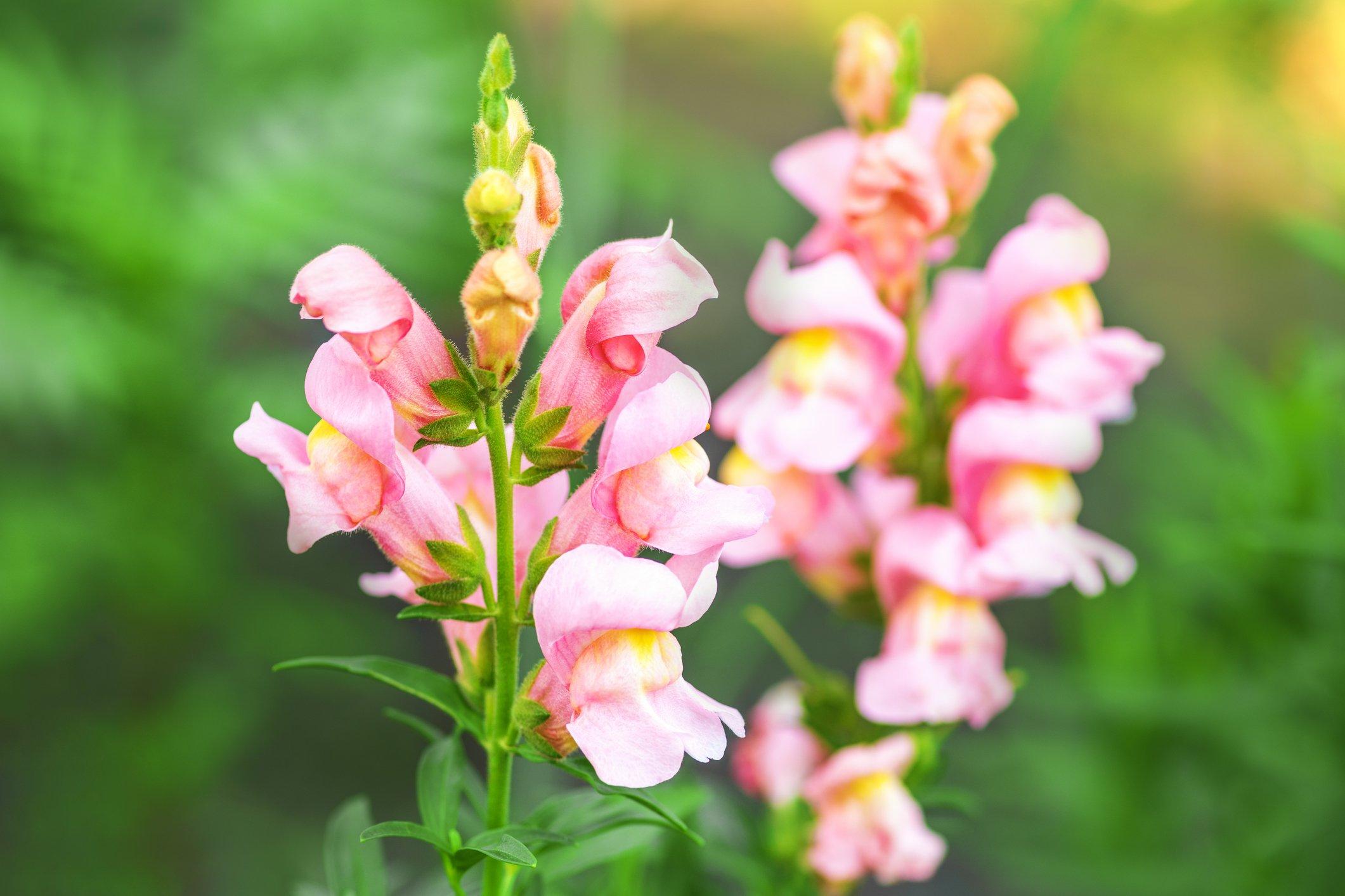snapdragon-appleblossoms-pink