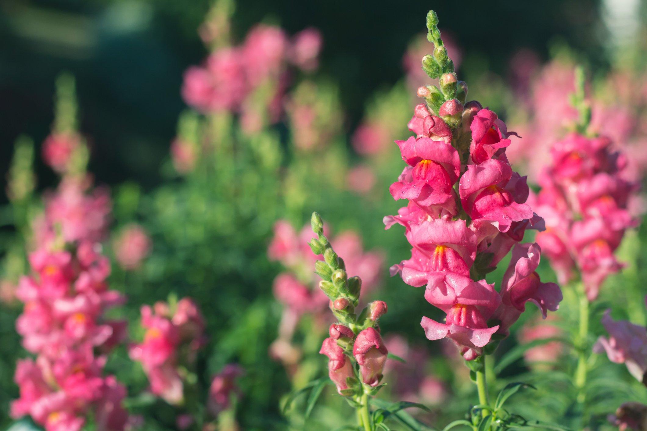 snapdragons-chantily-pink