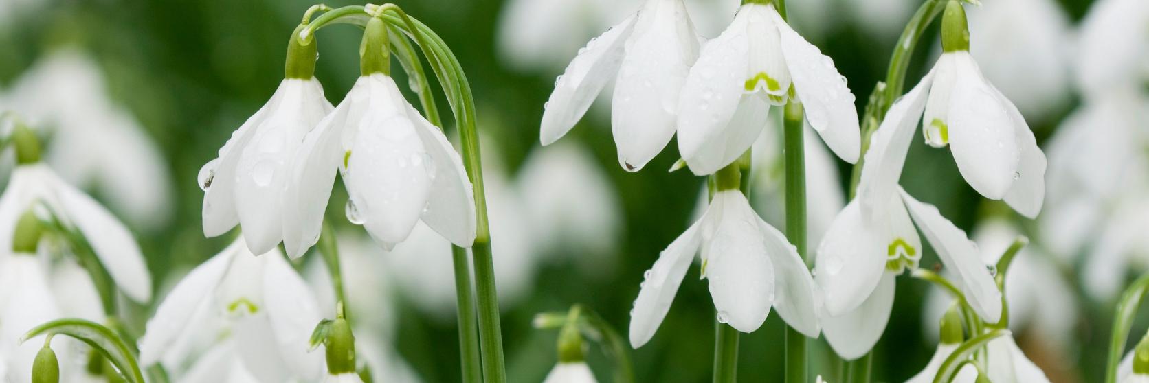 snowdrops-white-flowers