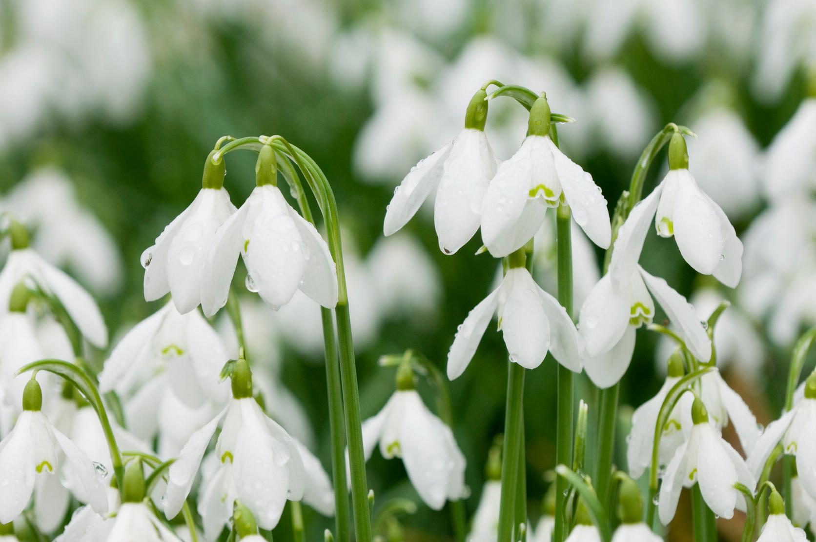 snowdrops-white-flowers