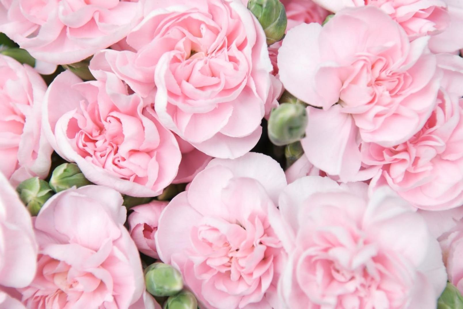 spray-carnations-pink-flowers