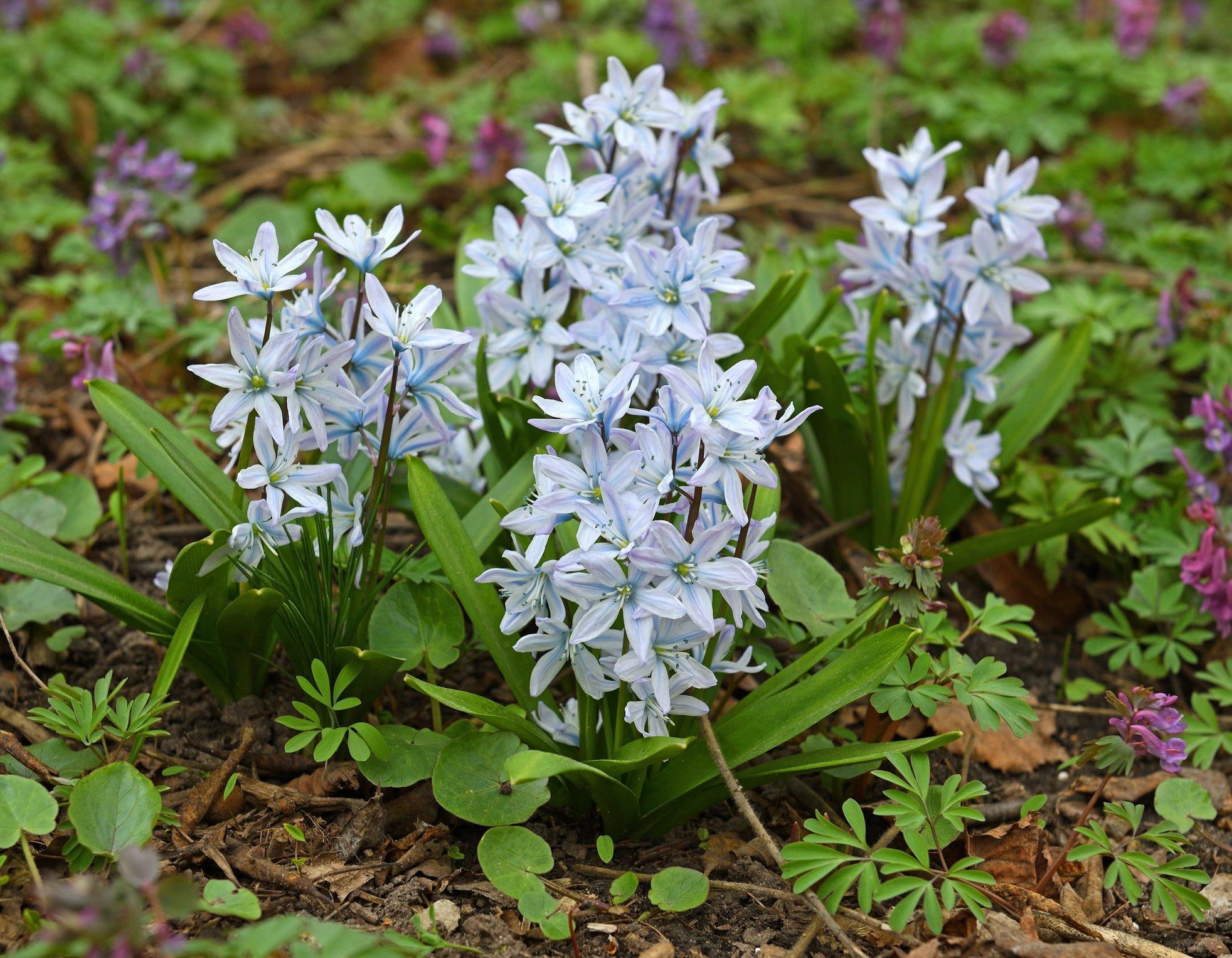 spring-squill-lilac-flowers