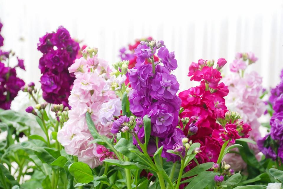 stocks-pink-purple-pale-pink-flowers