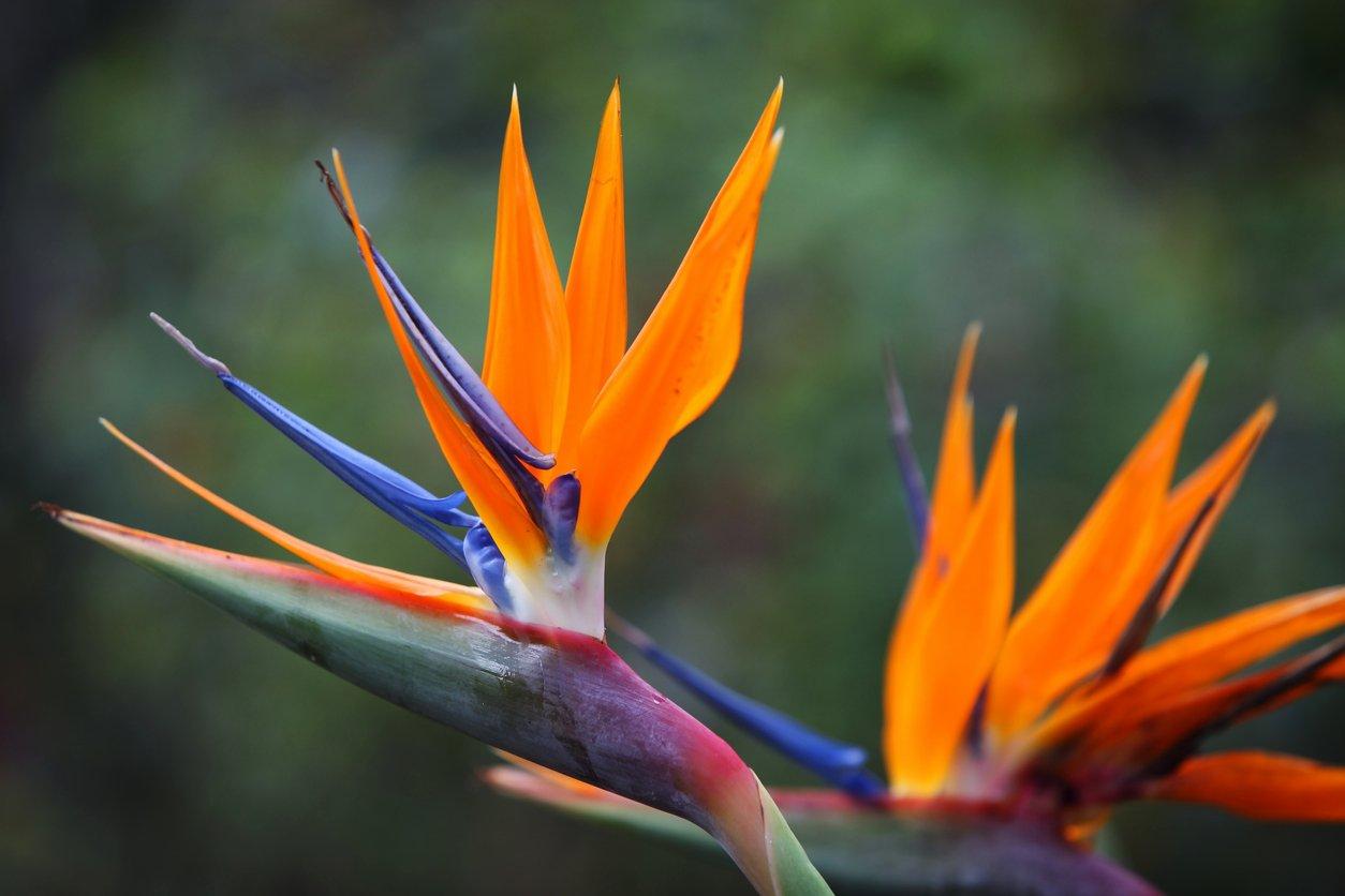 strelitzia-birds-of-paradise-orange-flowers
