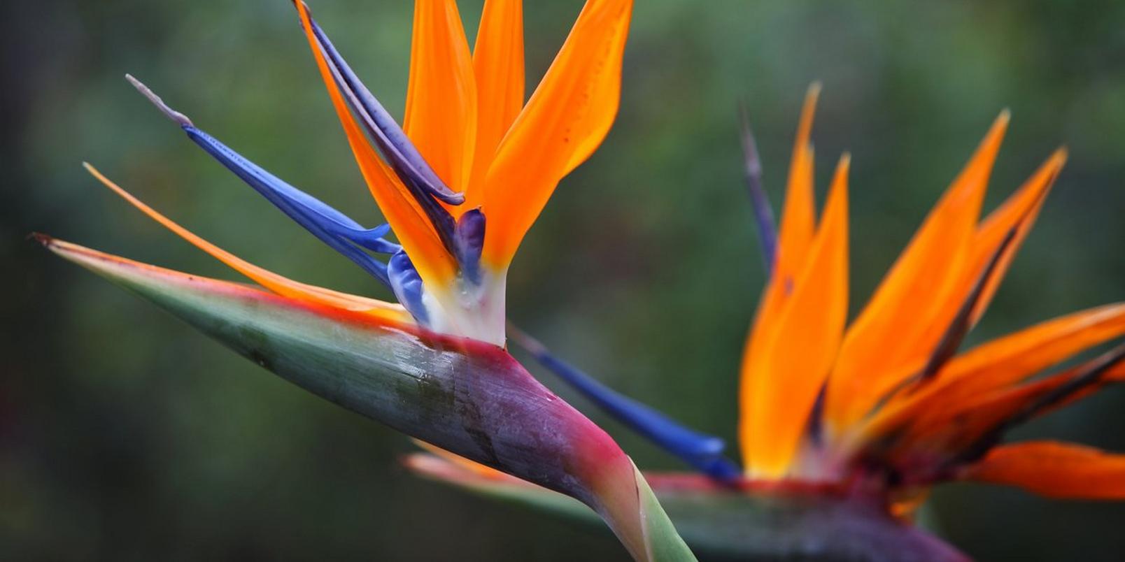 The Top 10 Types of Exotic Flowers | Interflora