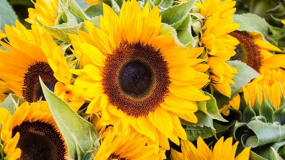 sunflower-facts-ultimate-flower-guide