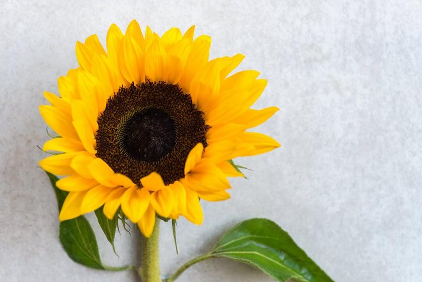 sunflower-yellow-flowers