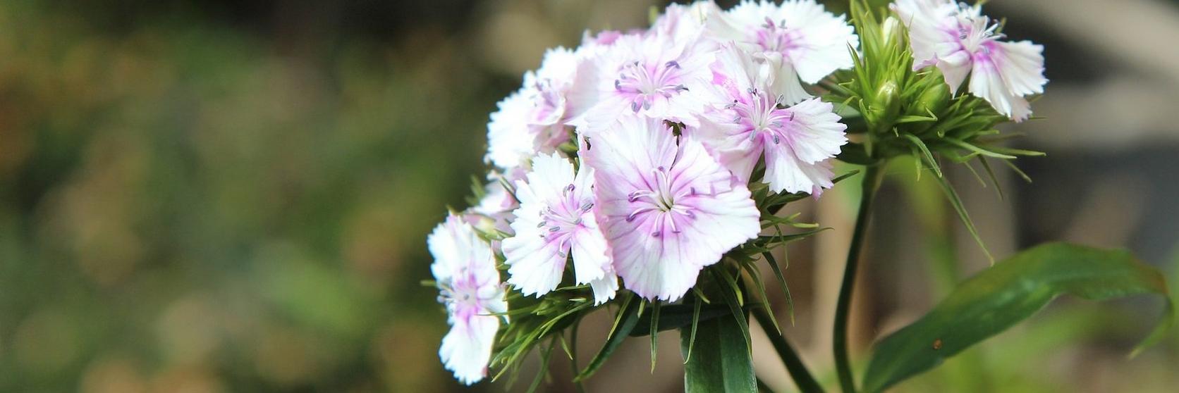 sweet-william-white