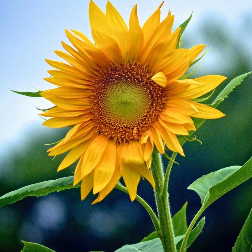tall-sunflowers-skyscraper