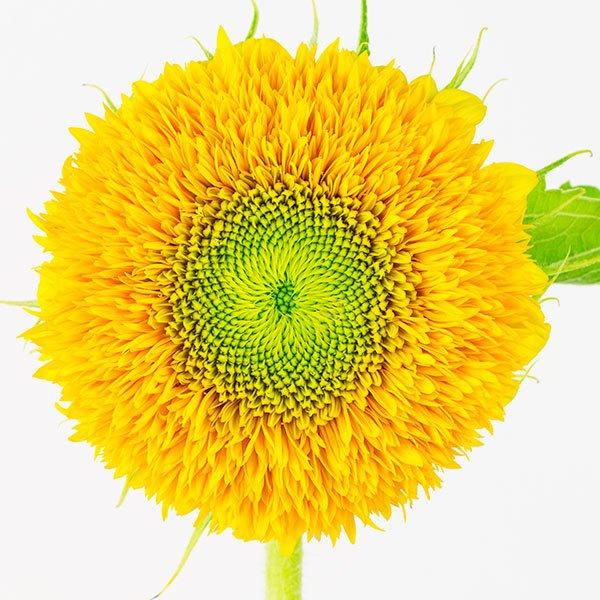 teddy-bear-sunflower