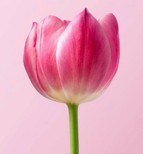 tulip-bowl-shape-pink-flower