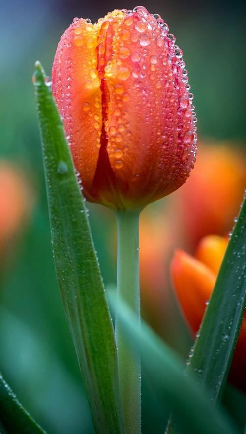 tulip-cup-shape-orange-flowers