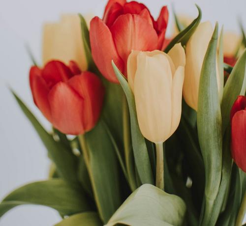 tulip-goblet-orange-yellow-flowers