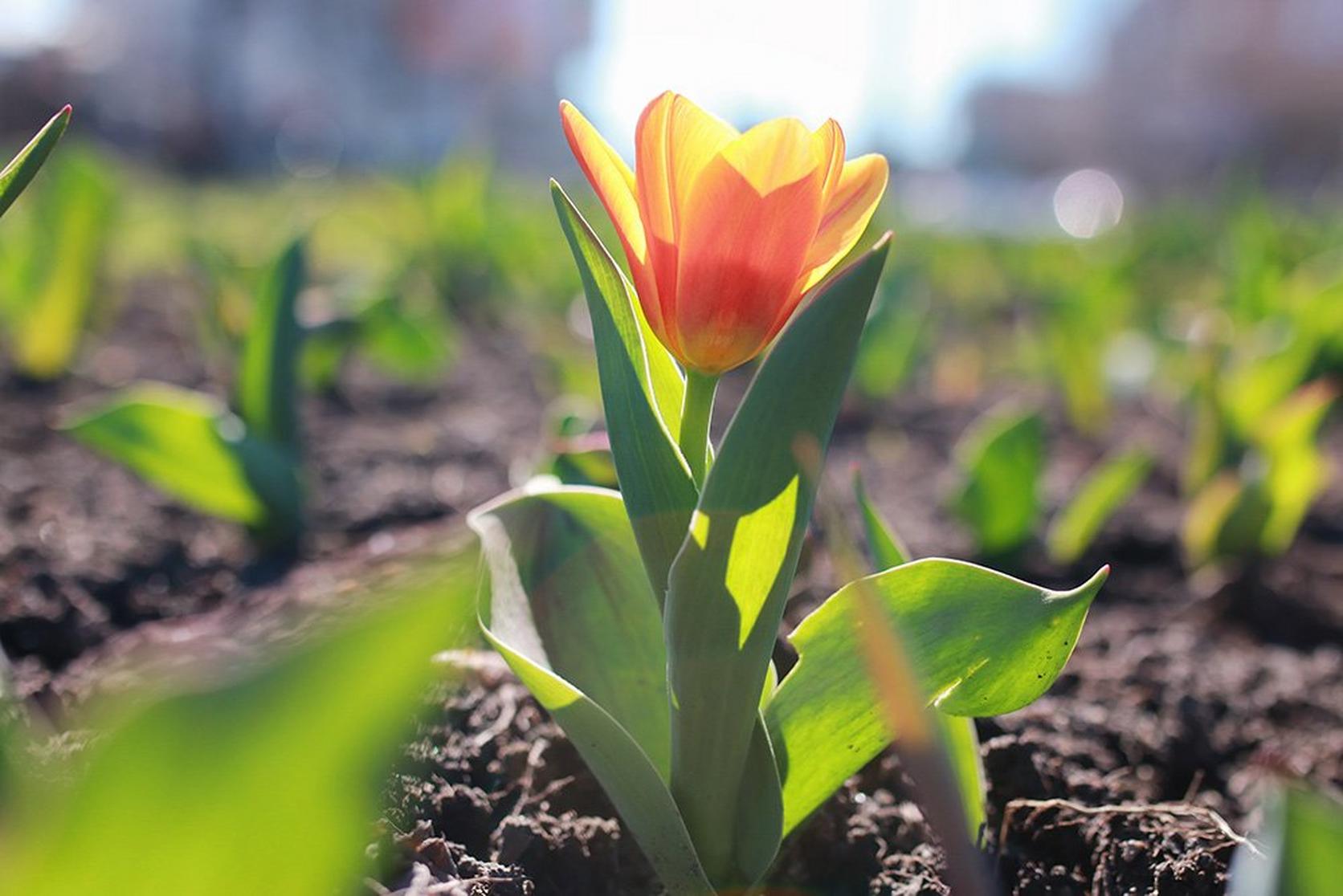 tulip-orange-flower-garden