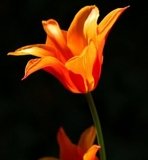tulip-star-shape-orange-flower