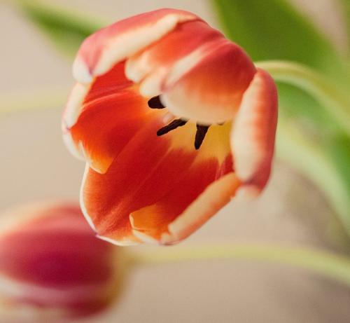 tulip-tepalled-orange-flowers