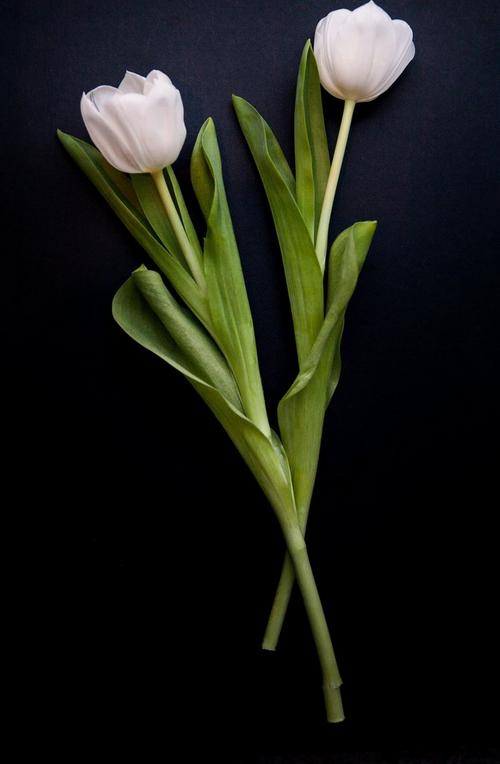 tulip-white-flowers