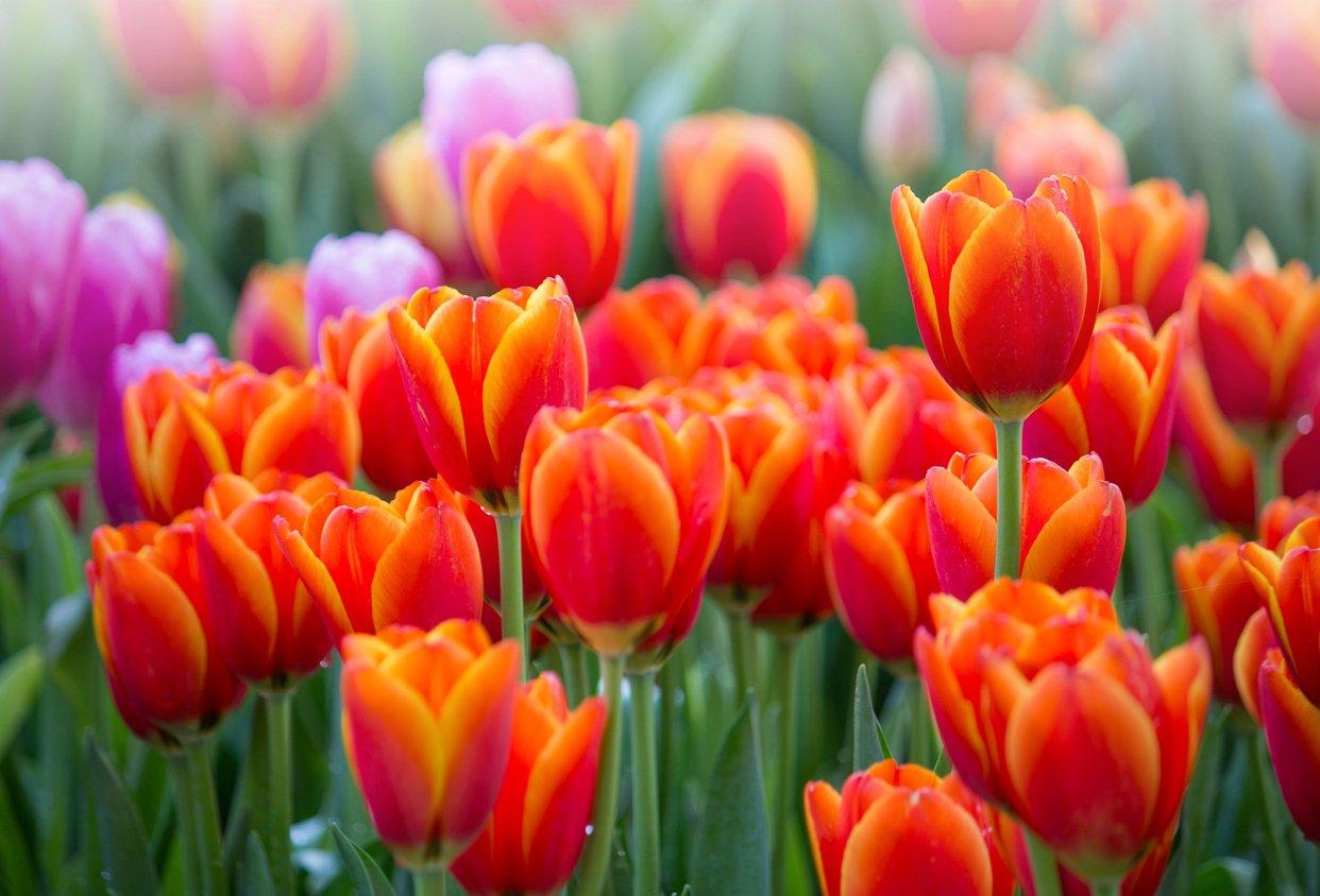 tulips-orange-fields