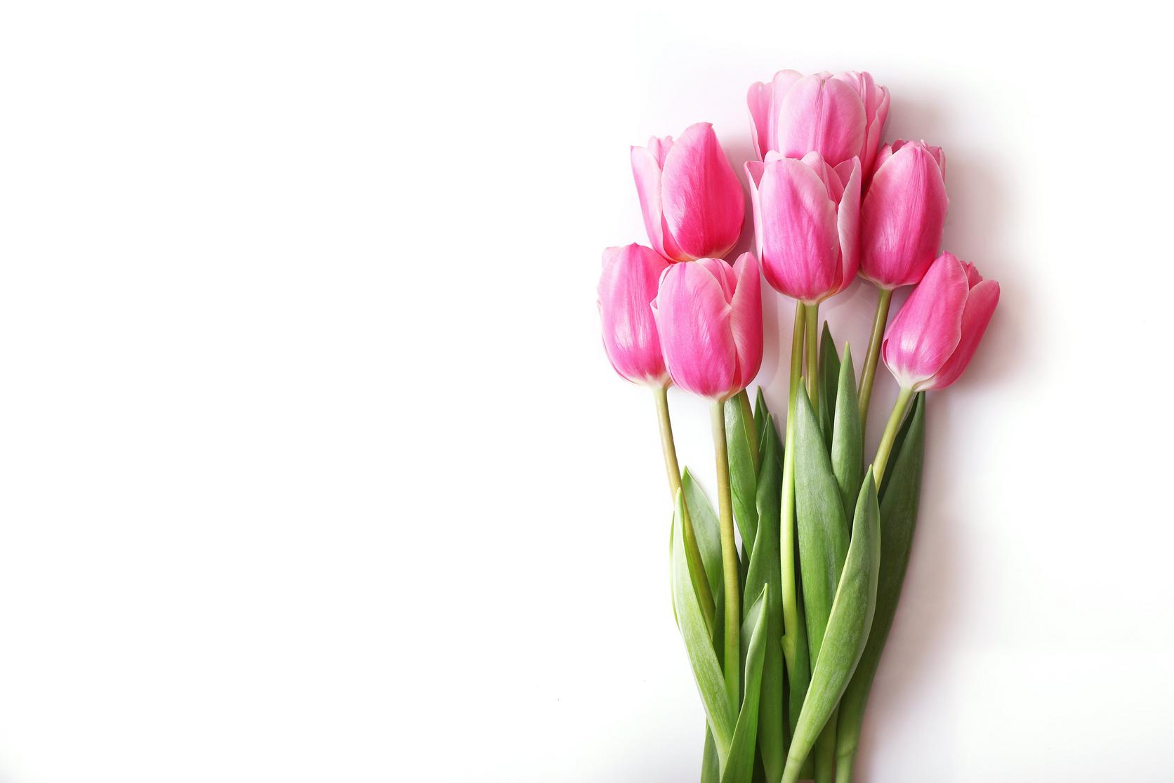 tulips-pink-flowers