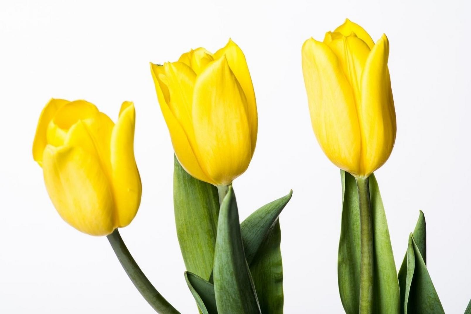 tulips-yellow-flowers-white-background
