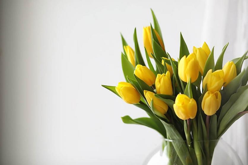 tulips-yellow-flowers