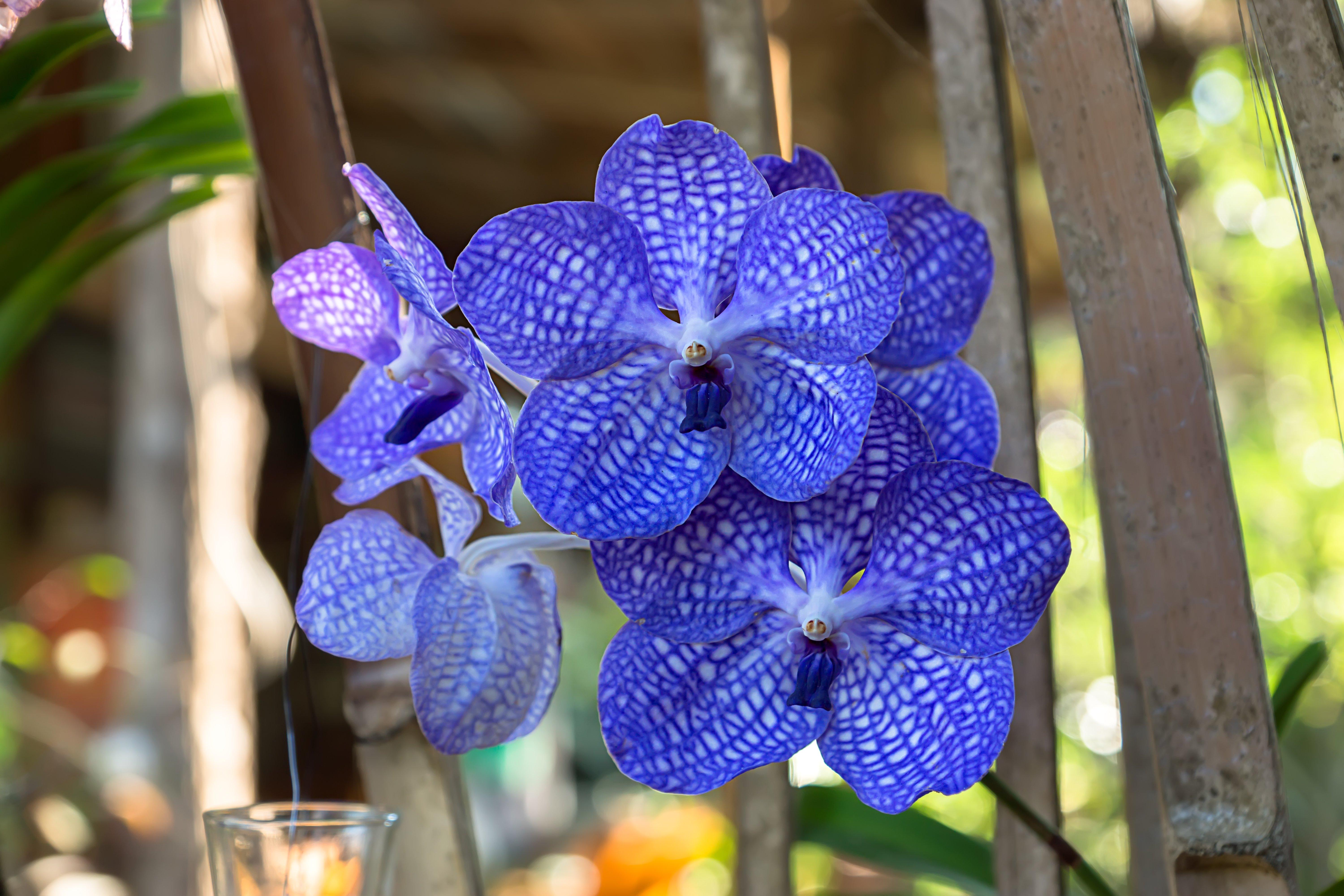 Valentine's Blue Orchid in a Pot