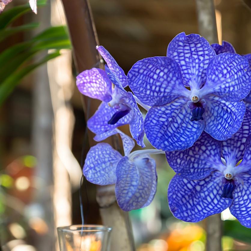 vanda-orchid-blue-flower