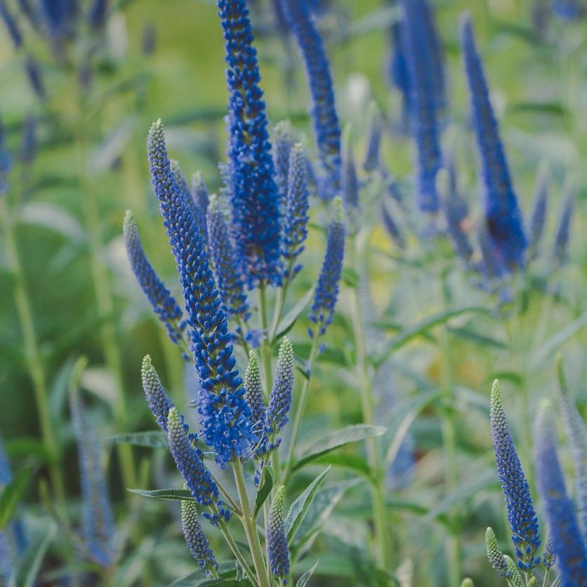 veronica-blue-flowers