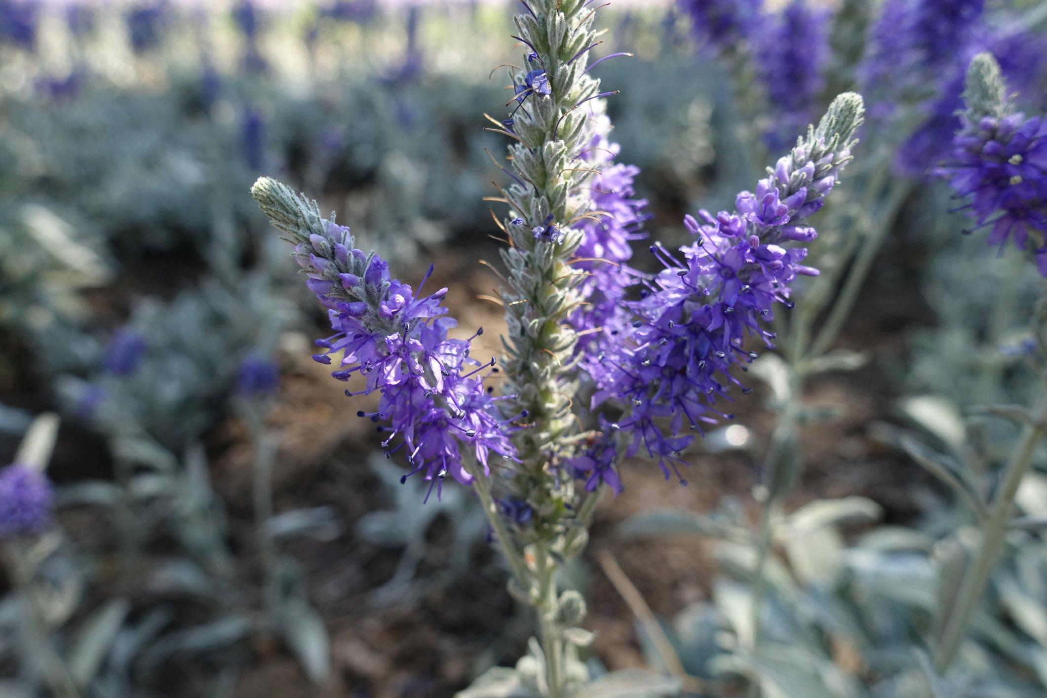 veronica-purple-flowers