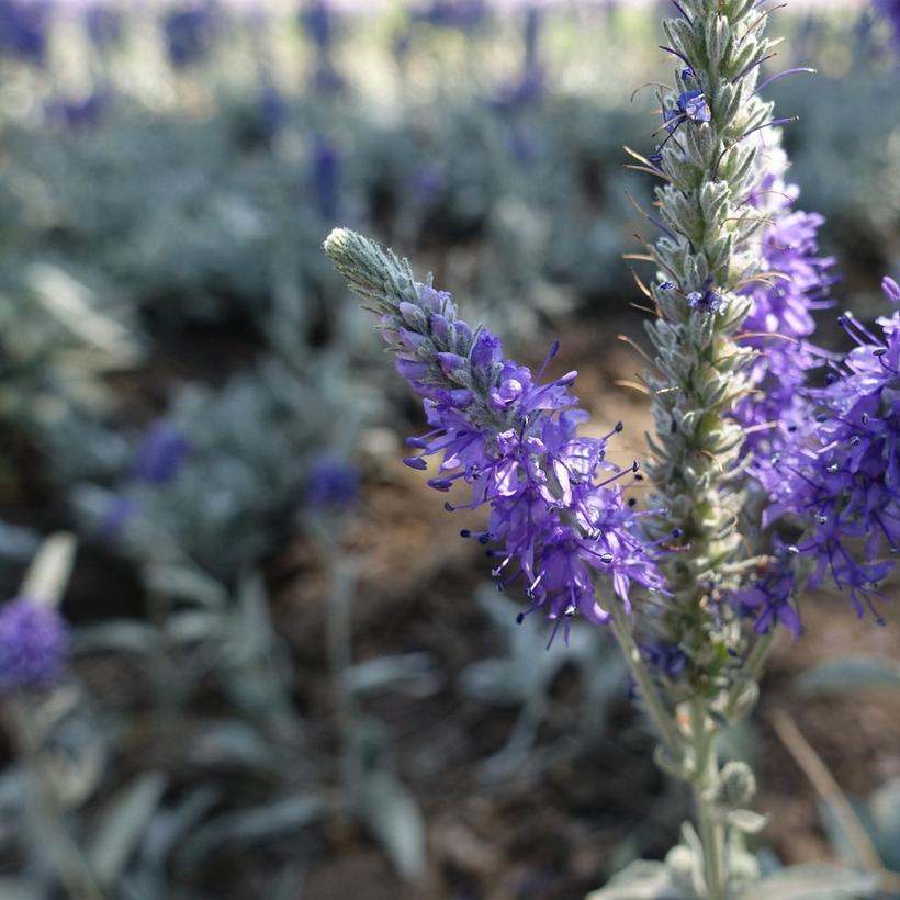 veronica-purple-flowers
