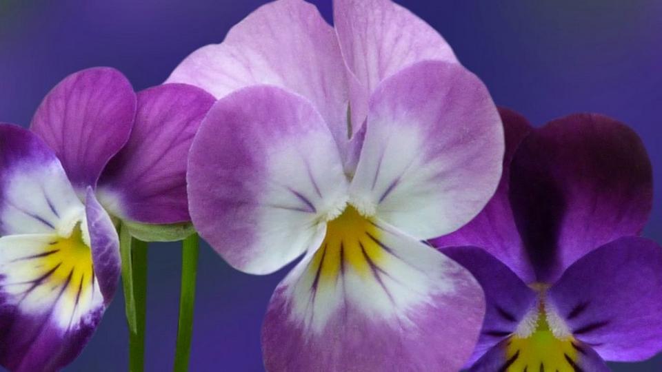 violets-purple-flowers