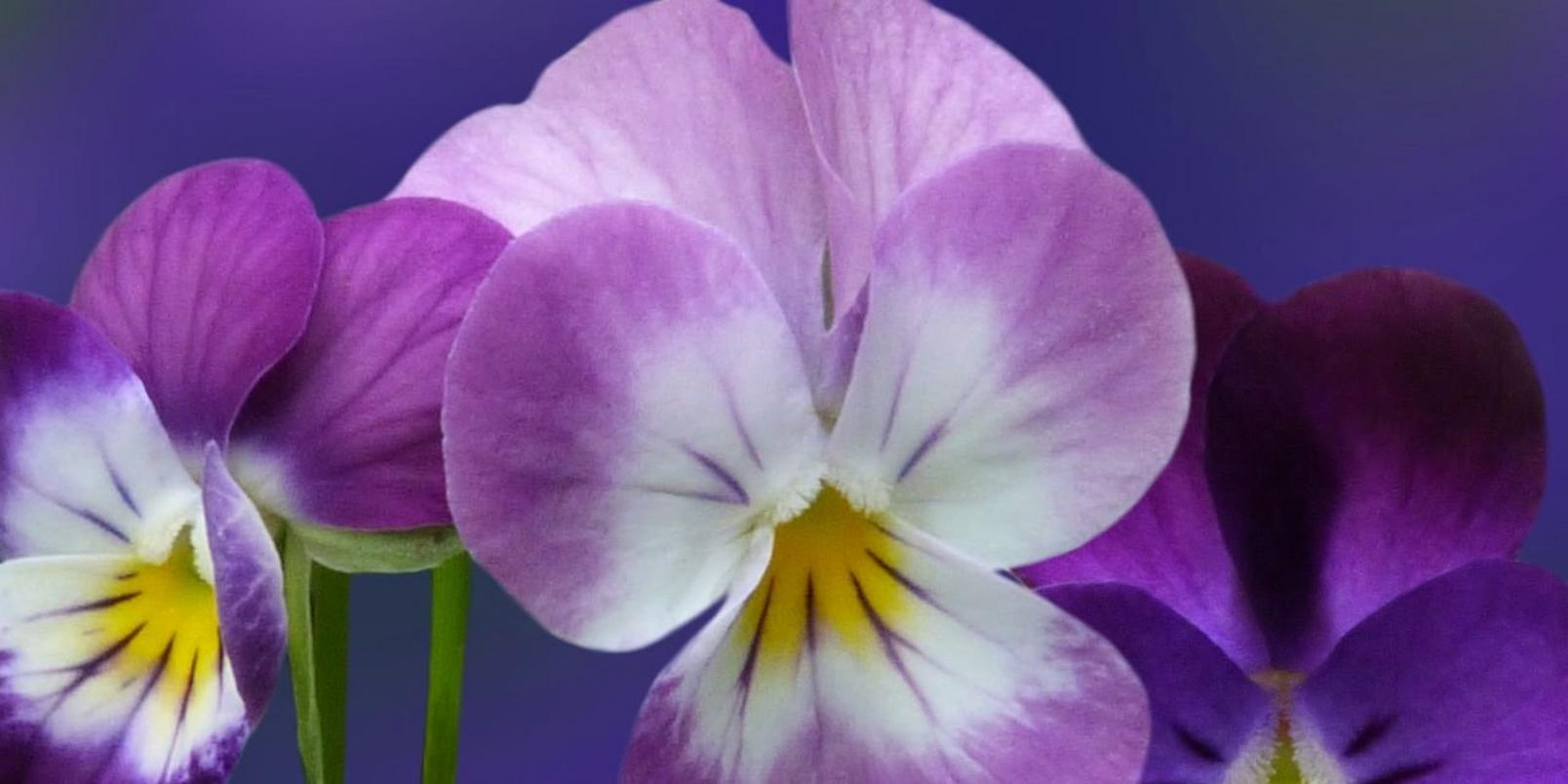 violets-purple-flowers