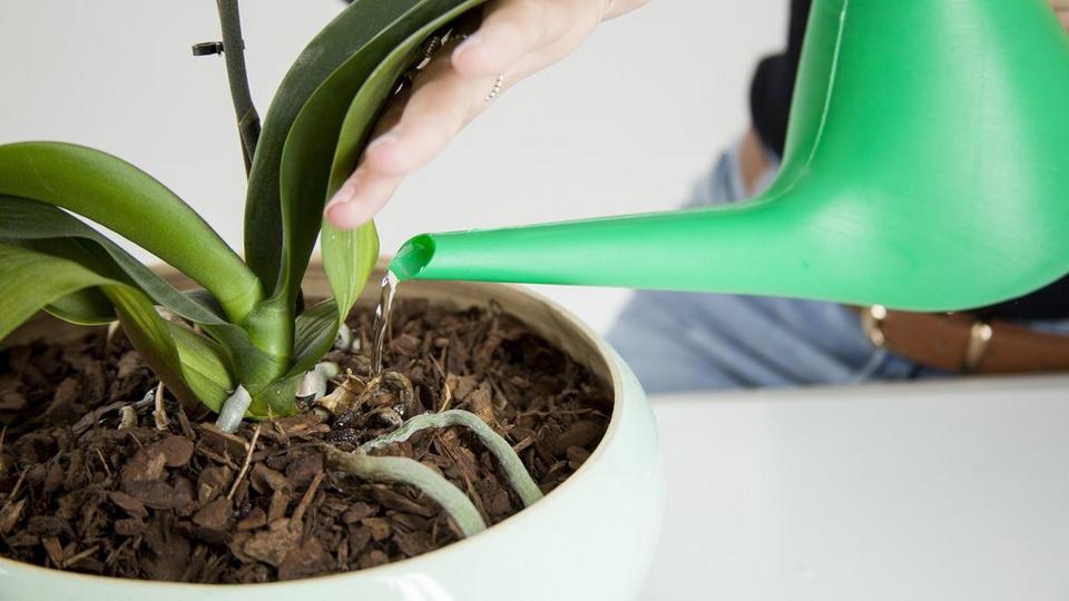 watering-plant-care-watering-can
