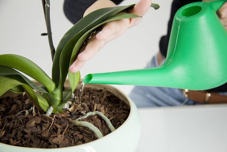 watering-plant-care-watering-can