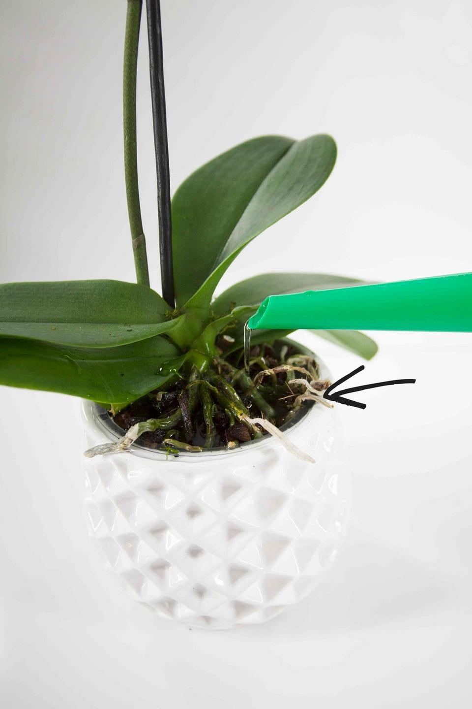watering-plant-care