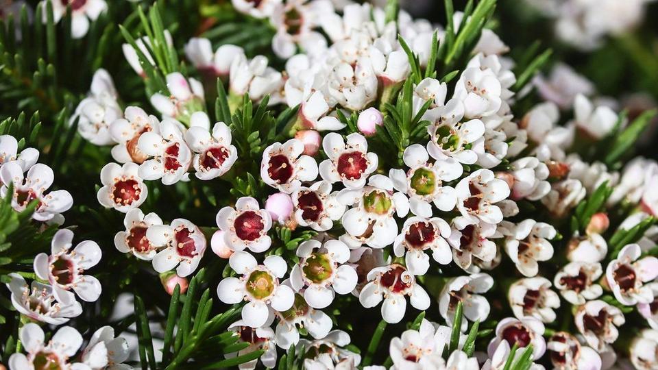waxflower-4184166_1920