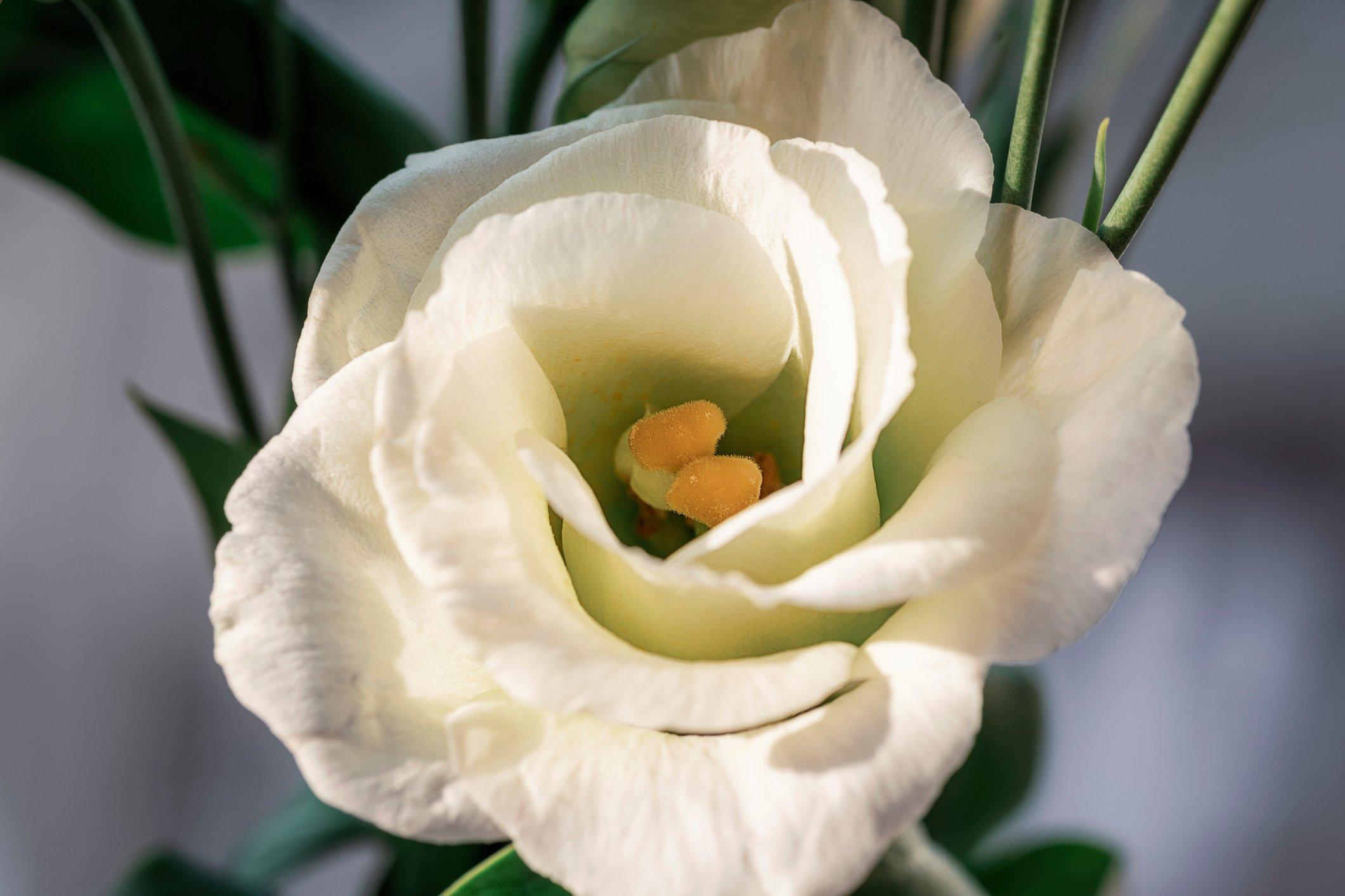 Your Ultimate Flower Guide to Lisianthus