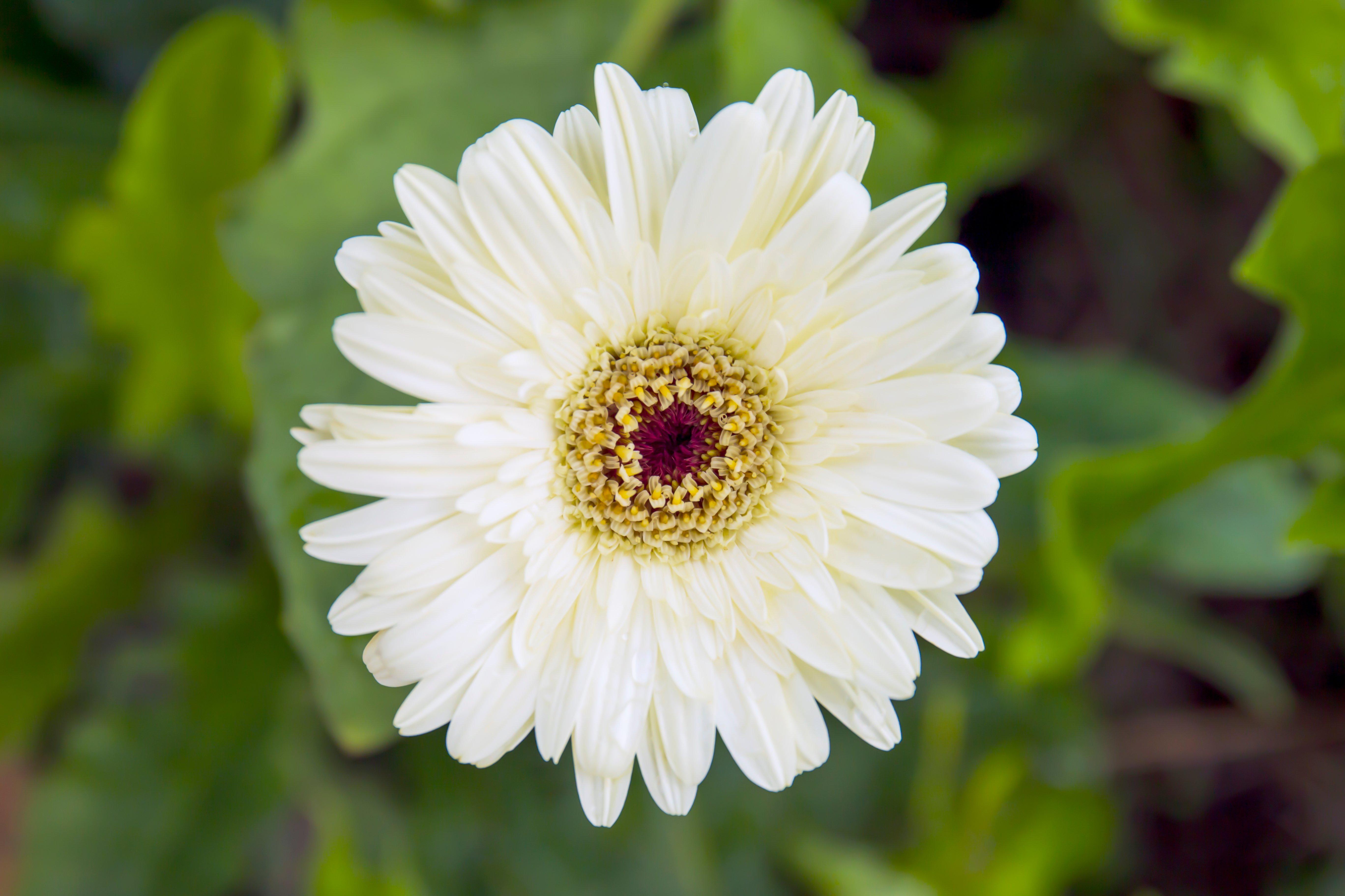 white-gerbera