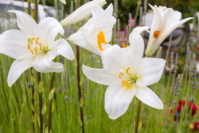 white-lilies