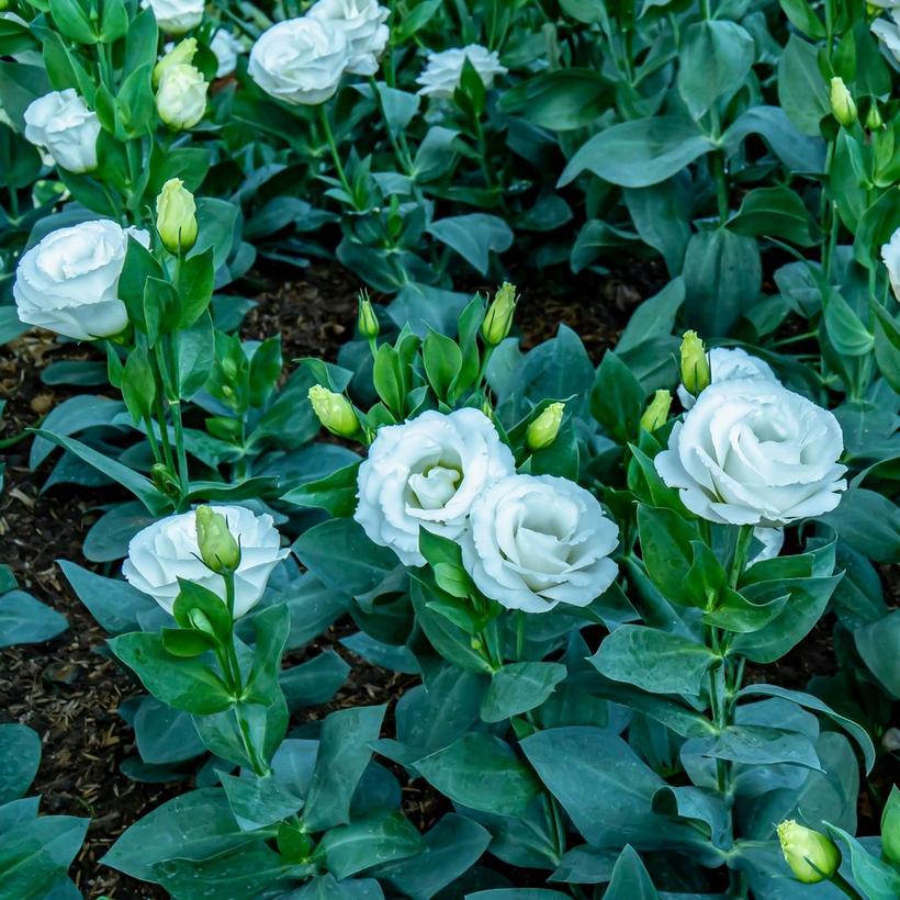 white-lisianthus-flowers