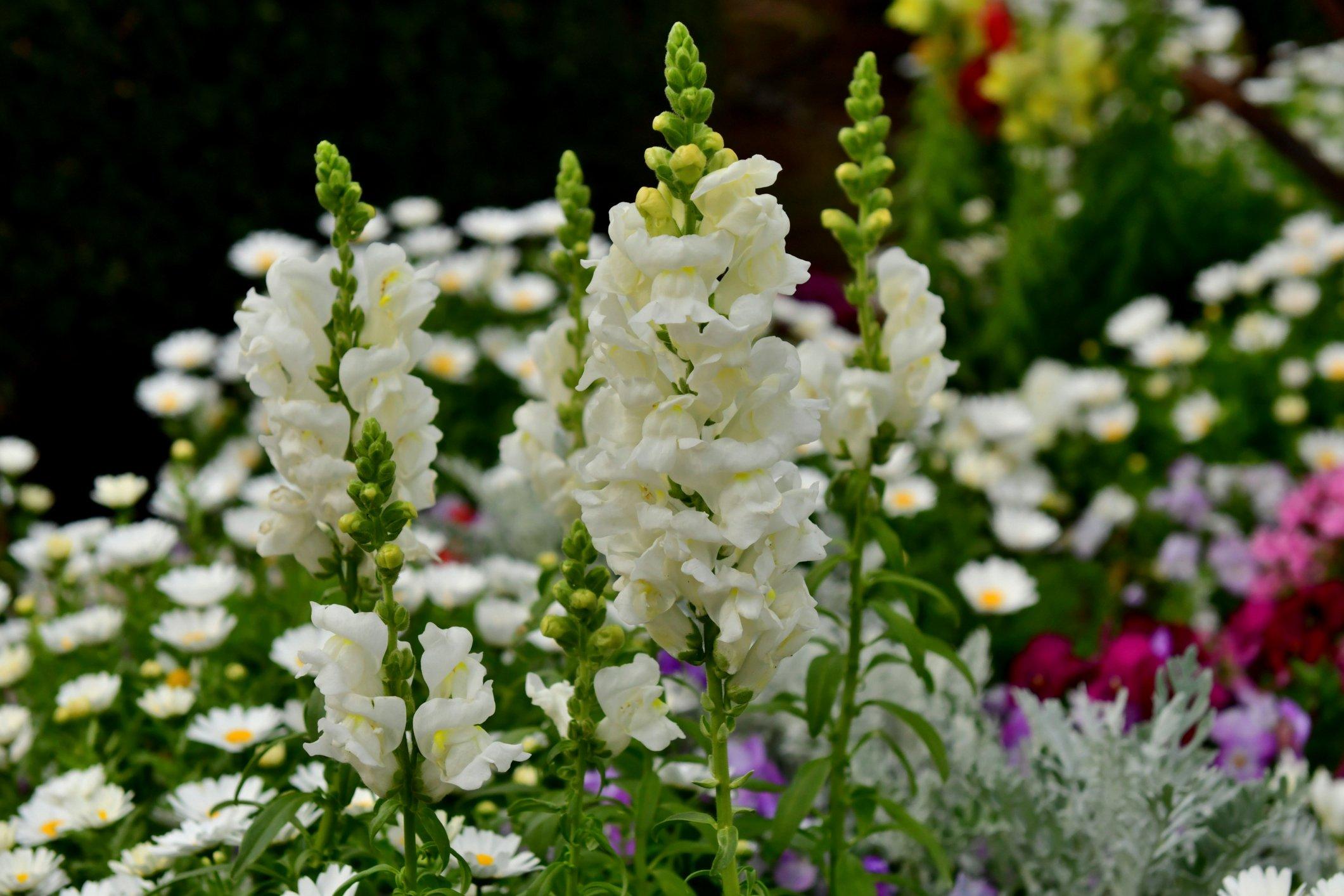 white-snapdragons