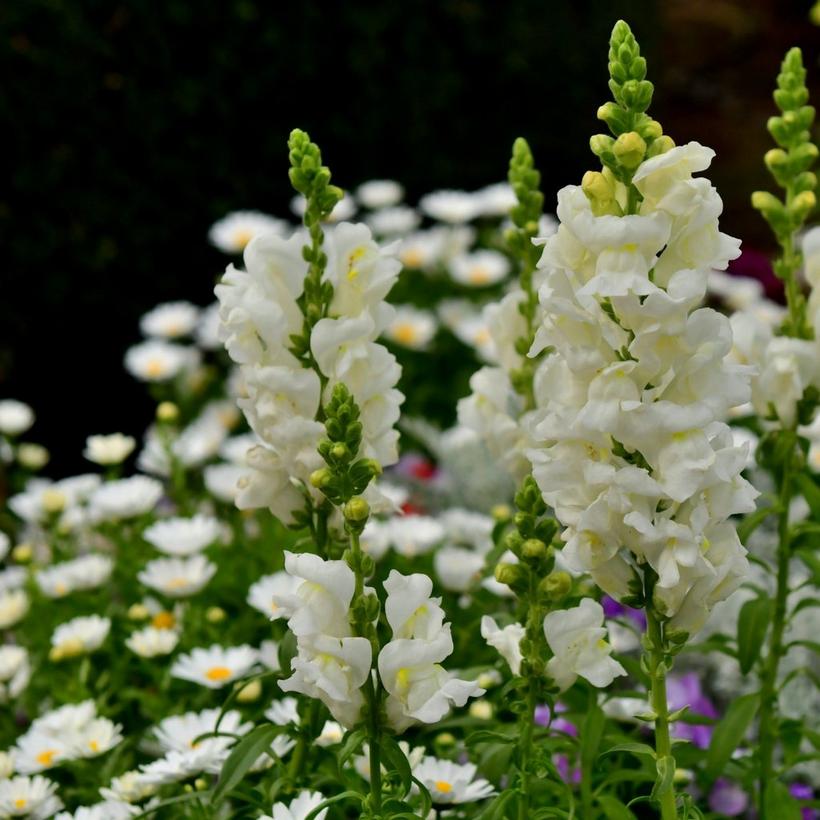 white-snapdragons