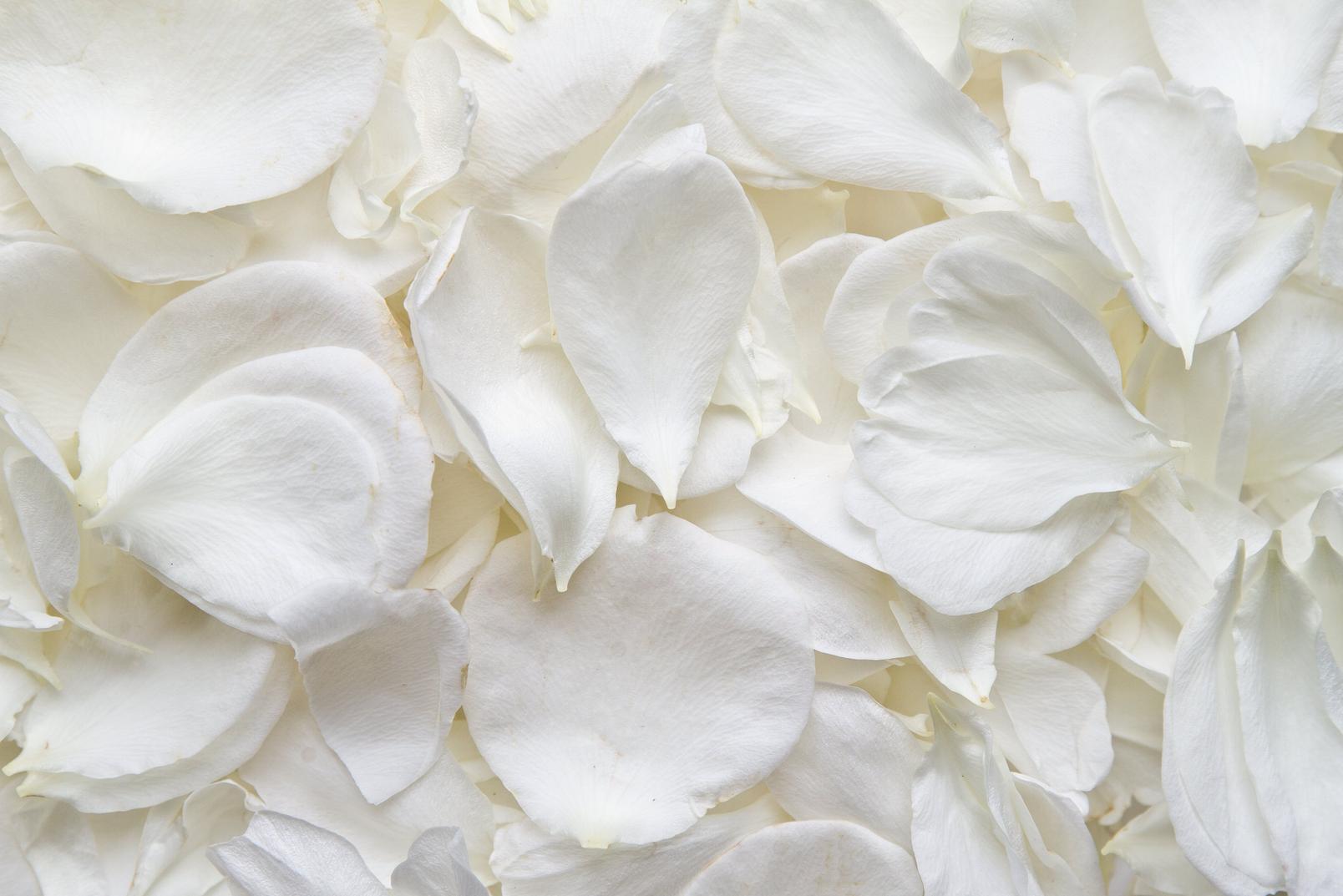 white_rose_petals