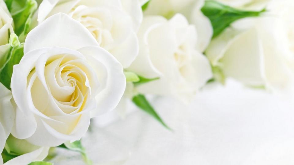 white_roses