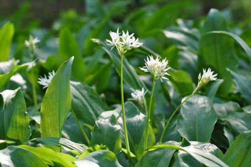 wild-garlic-white-flowers