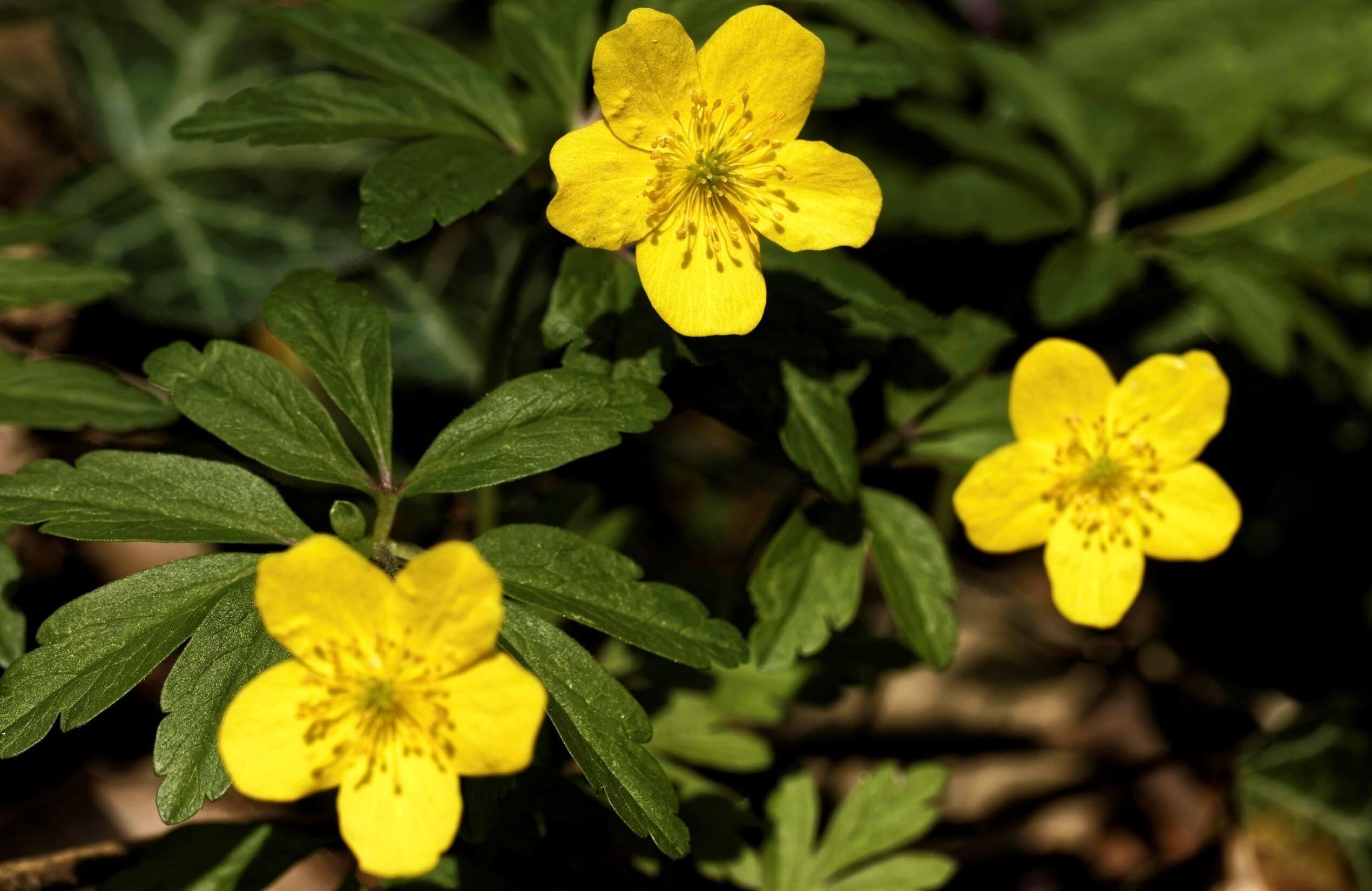 wood-anemone-yellow-flower