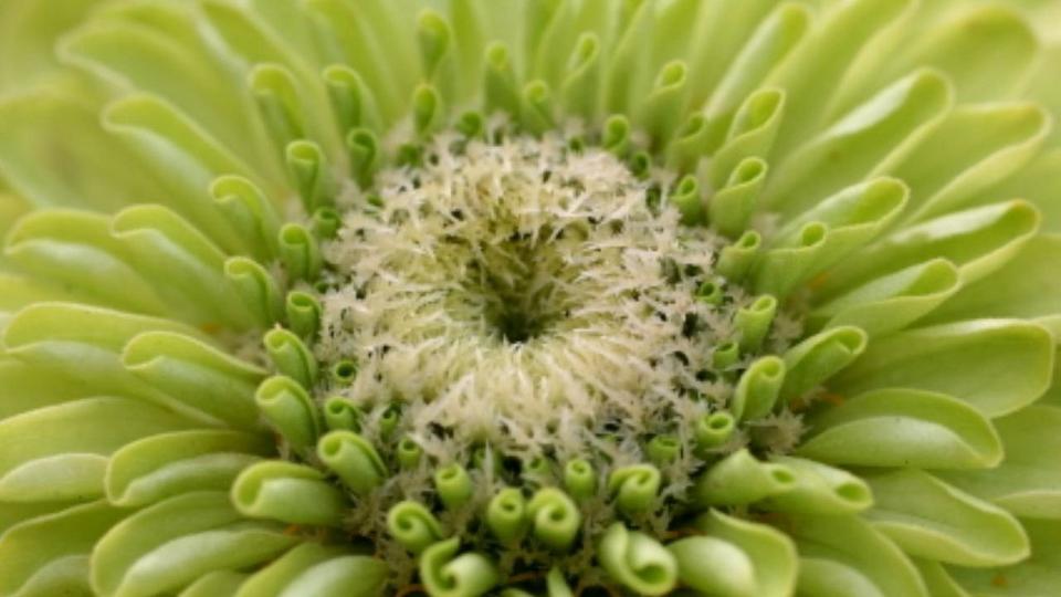 zinnia-green-flower-single